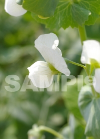 エンドウ豆の花
