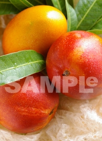 リンゴマンゴーの写真撮影